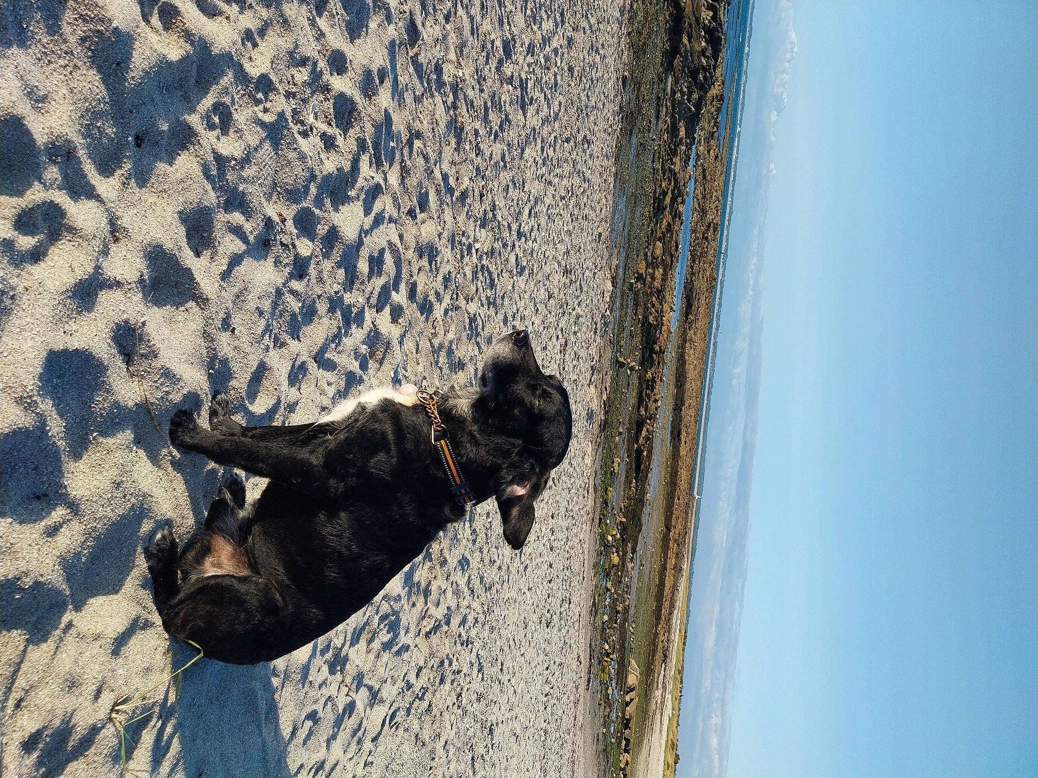 ébène participe au concours pour gagner de l'argent avec cette photo : adventure, beach, boot, canidae, carnivore, dog, dog_breed, fun, guard_dog, leisure, recreation, reflection, sculpture, shadow, sky, sporting_group, tail, water, window, wood