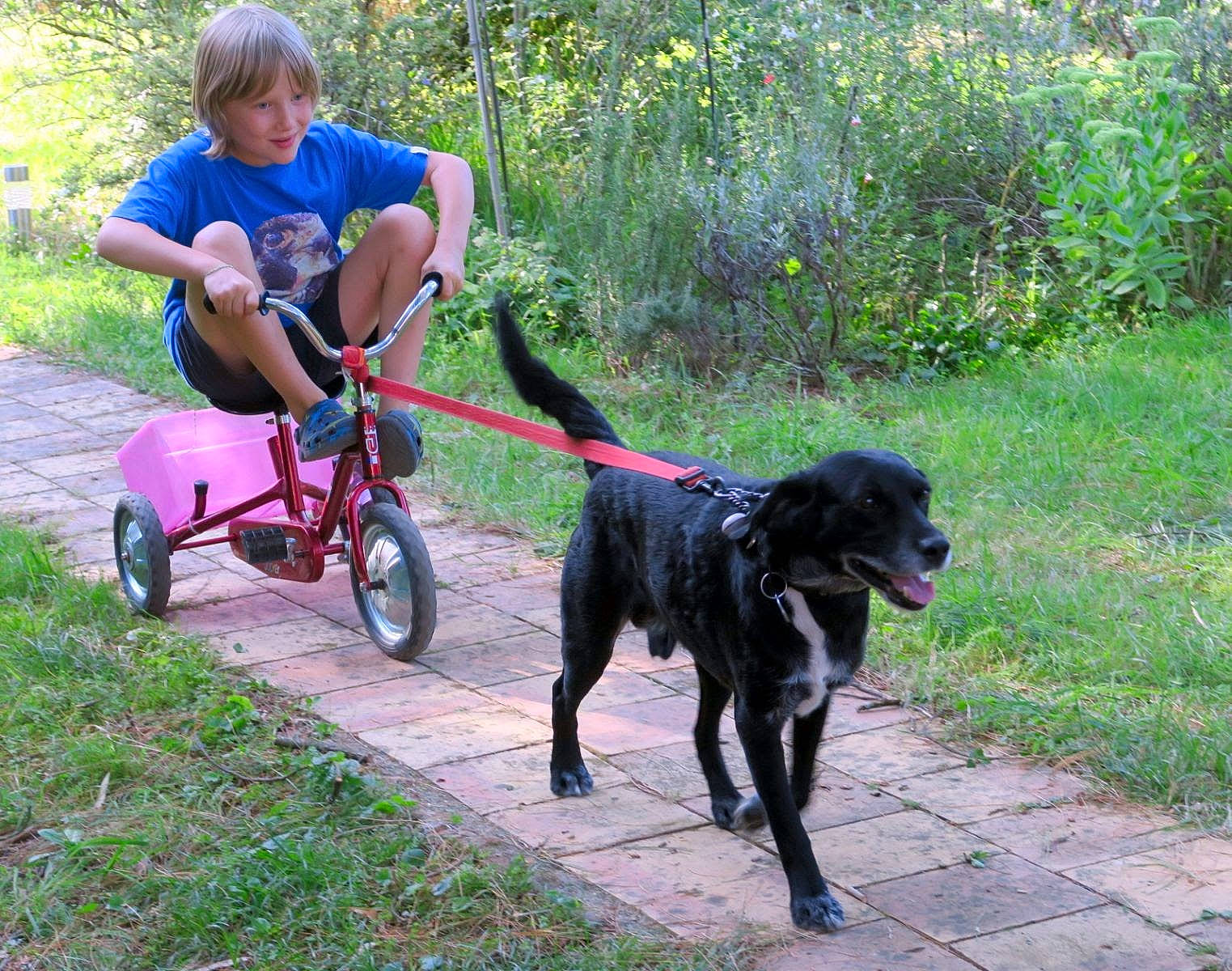 ébène a rejoint le concours — aidez-le/la à gagner de superbes lots ! carnivore, collar, companion_dog, dog, dog_breed, dog_collar, dog_walking, grass, gun_dog, leash, leisure, plant, recreation, shorts, sporting_group, tail, tire, toddler, wheel, working_animal