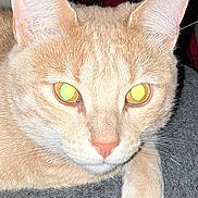 Rufus joined the competition — help win amazing prizes! cat, ginger_cat, close_up, pet, animal, indoor, resting, paw, fur, whiskers, ears, eyes, blanket, striped, fabric, domestic_cat, feline, cute, portrait, flash