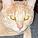 Rufus