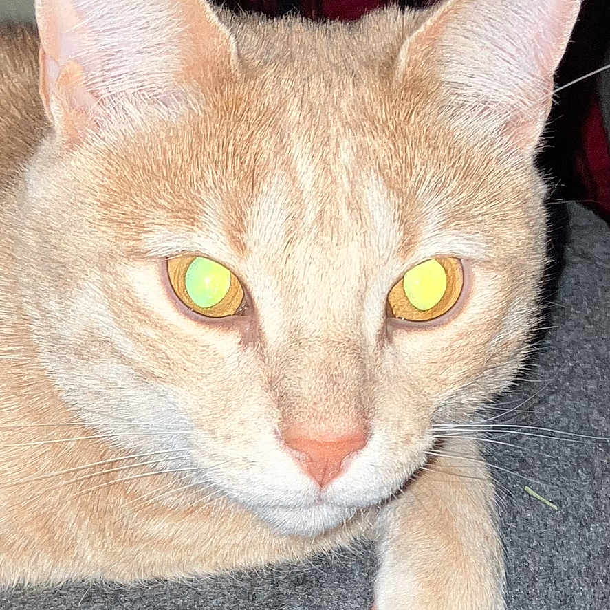 Rufus