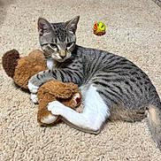 Sox is registered to the contest to win money with this photo: animal, ball, carpet, cat, clutching, cute, ears, feline, fur, indoor, pet, playful, relaxed, striped, tabby_cat, teddy_bear, toy, whiskers, white_paws, young_cat