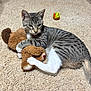 animal, ball, carpet, cat, clutching, cute, ears, feline, fur, indoor, pet, playful, relaxed, striped, tabby_cat, teddy_bear, toy, whiskers, white_paws, young_cat