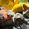 cat, gray_cat, fluffy, furry, pet, animal, golden_eyes, whiskers, paws, upside_down, lying_down, belly_rub, human_hand, plush_toy, stuffed_animal, cozy, indoor, close_up, portrait, sunlight
