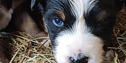 Barry a rejoint le concours — aidez-le/la à gagner de superbes lots ! puppy, newborn, hay, animal, cute, fur, black, white, brown, closeup, pet, sleeping, outdoor, nature, young, mammal, nose, face, eyes, adorable