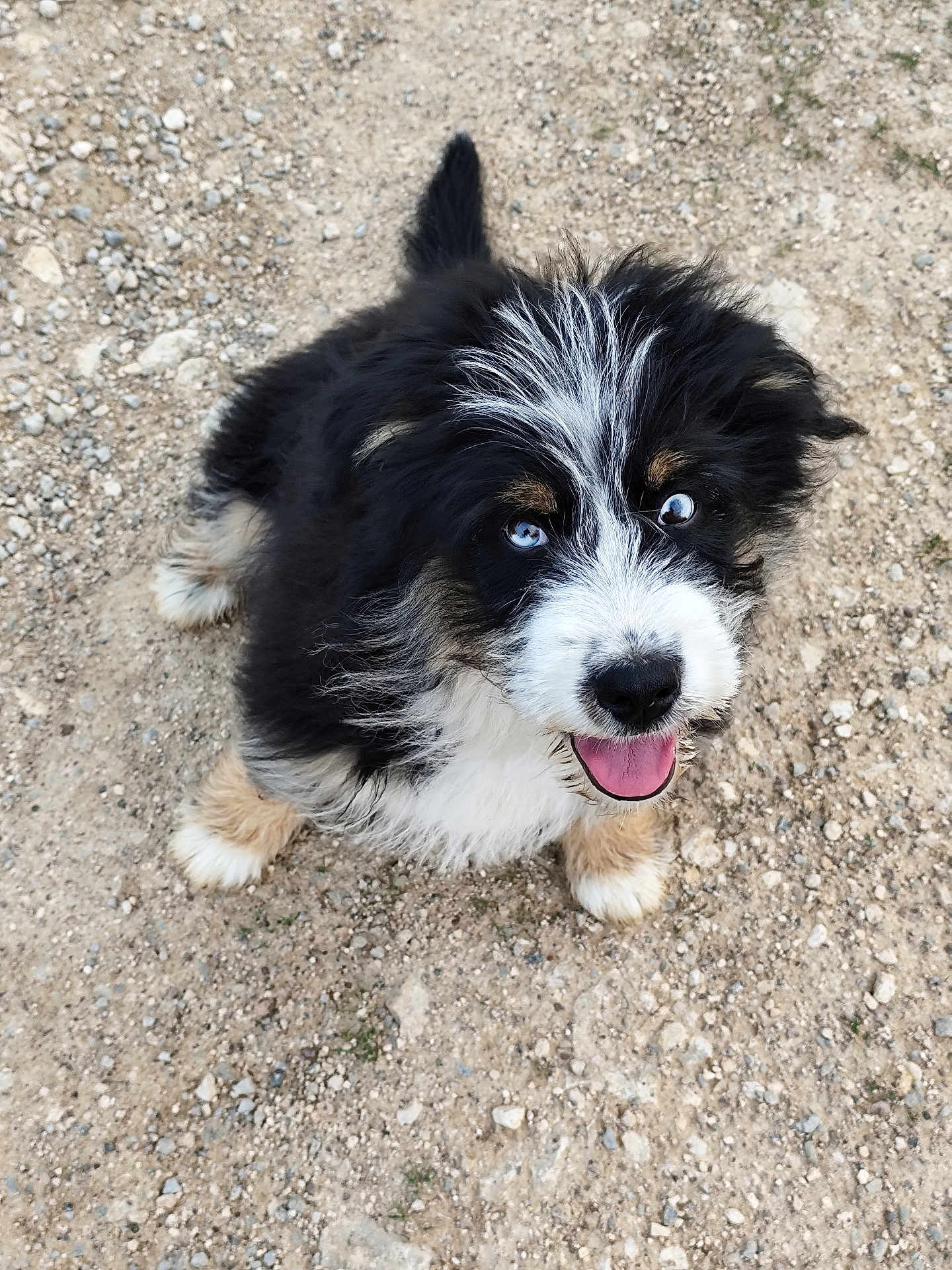 Barry participe au concours pour gagner de l'argent avec cette photo : animal, black_fur, blue_eyes, canine, cute, dirt, dog, fluffy, fur, happy, looking_up, outdoor, pet, playful, puppy, rocks, tan_fur, tongue_out, white_fur, young_dog