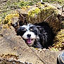Barry participe au concours pour gagner de l'argent avec cette photo : dog, black_and_white, fluffy, moss, tree_stump, hollow, forest, nature, outdoor, happy, pet, canine, smiling, wood, bark, grass, sunlight, animal, playful, hidden