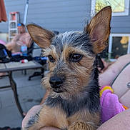 Rocket is registered to the contest to win money with this photo: animal, blurred_background, casual, chair, close_up, daytime, dog, ear, fur, home, outdoor, patio, person, pet, relaxing, skin, summer, table, towel, window