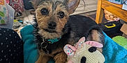 Rocket joined the competition — help win amazing prizes! animal, basket, blanket, chair, collar, cushion, cute, dog, ears, fabric, floor, fur, home, indoor, living_room, pet, relaxing, stuffed_animal, table, toy