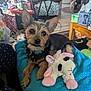 animal, basket, blanket, chair, collar, cushion, cute, dog, ears, fabric, floor, fur, home, indoor, living_room, pet, relaxing, stuffed_animal, table, toy