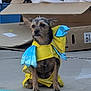 Rocket joined the competition — help win amazing prizes! animal, background_objects, blue, calm, cardboard, casual, concrete, costume, cute, dog, hose, looking_away, outdoor, pet, scruffy, sitting, small_dog, wearing_clothes, wings, yellow