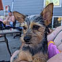 Rocket joined the competition — help win amazing prizes! animal, blurred_background, casual, chair, close_up, daytime, dog, ear, fur, home, outdoor, patio, person, pet, relaxing, skin, summer, table, towel, window