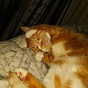 Alani joined the competition — help win amazing prizes! animal, bed, blanket, cat, cozy, cute, domestic_cat, feline, fur, indoor, mammal, orange_cat, paw, pet, relaxed, resting, sleeping, soft, whiskers, white_fur