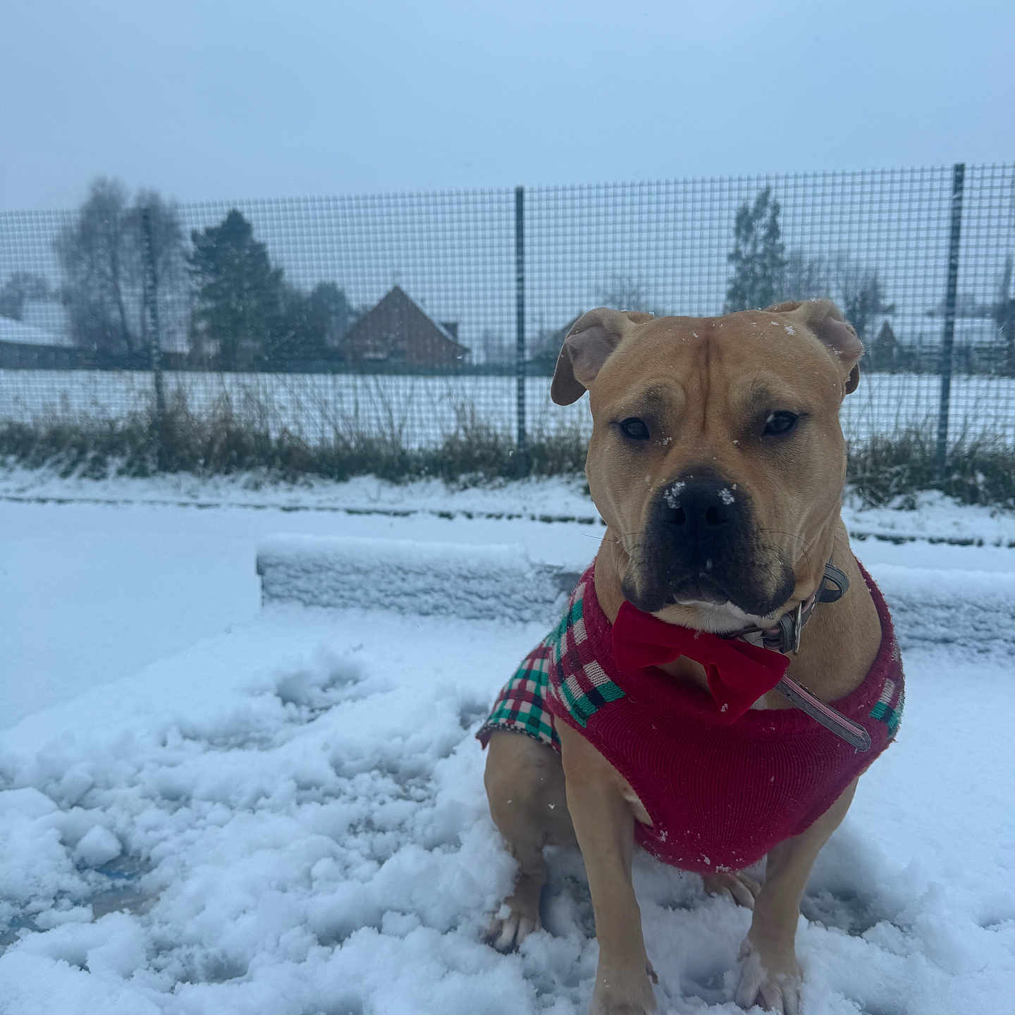 Chanel a rejoint le concours — aidez-le/la à gagner de superbes lots ! animal, boxer, bulldog, canine, chow, dog, frenchbulldog, hound, ice, labradorretriever, nature, outdoors, pet, pitbull, plant, puppy, snow, terrier, weather, winter
