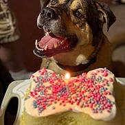 Jasper joined the competition — help win amazing prizes! dog, cake, birthday_cake, bone_shaped, sprinkles, candle, celebration, pet, happy, mouth_open, tongue, indoor, table, close_up, brown, black, fur, collar, animal, cute