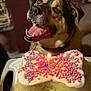 dog, cake, birthday_cake, bone_shaped, sprinkles, candle, celebration, pet, happy, mouth_open, tongue, indoor, table, close_up, brown, black, fur, collar, animal, cute