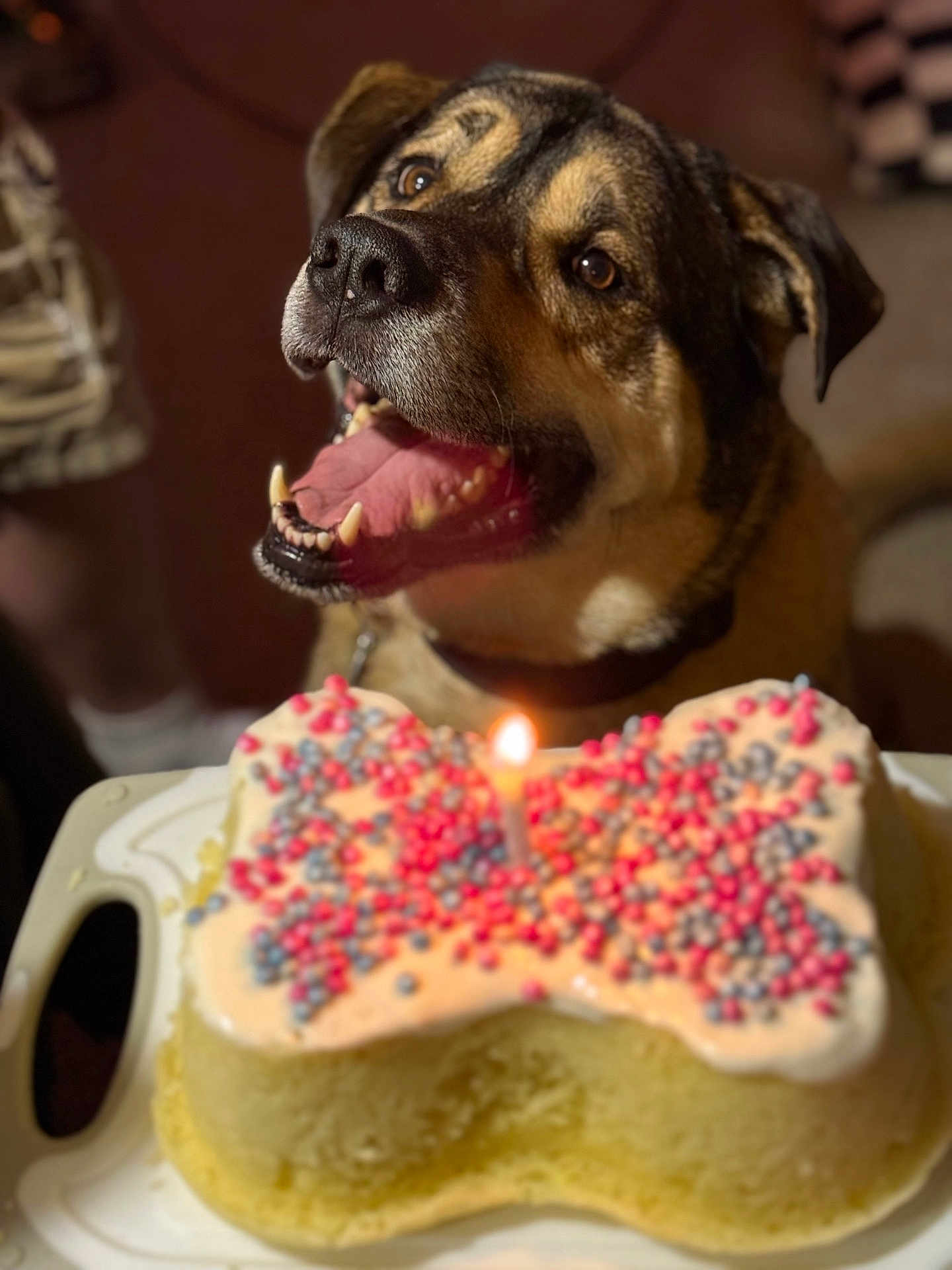Jasper joined the competition — help win amazing prizes! dog, cake, birthday_cake, bone_shaped, sprinkles, candle, celebration, pet, happy, mouth_open, tongue, indoor, table, close_up, brown, black, fur, collar, animal, cute