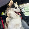Aiko participe au concours pour gagner de l'argent avec cette photo : animal, blue_eyes, canine, car_interior, dog, domestic_animal, fluffy, furry, happy, husky, pet, puppy, seat, seatbelt, side_view, sunlight, tongue_out, transport, window, young_dog