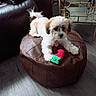 Blaze joined the competition — help win amazing prizes! animal, brown_fur, couch, cozy, cute, dog, flooring, home, indoor, leather_furniture, living_room, ottoman, pet, playful, puppy, resting, small_dog, strawberry_toy, toy, white_fur