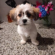 Blaze joined the competition — help win amazing prizes! animal, background, bouquet, countertop, curious, cute, dog, domestic_animal, ears, face, flowers, fluffy, fur, granite, indoor, kitchen, pet, puppy, small_dog, standing