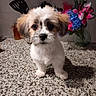 animal, background, bouquet, countertop, curious, cute, dog, domestic_animal, ears, face, flowers, fluffy, fur, granite, indoor, kitchen, pet, puppy, small_dog, standing