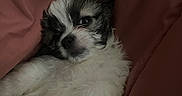 Blaze joined the competition — help win amazing prizes! adorable, animal, blanket, closeup, comfort, cozy, cute, dog, fluffy, fur, indoors, pet, puppy, relaxed, resting, sleeping, snuggling, soft, warm, young