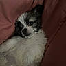 adorable, animal, blanket, closeup, comfort, cozy, cute, dog, fluffy, fur, indoors, pet, puppy, relaxed, resting, sleeping, snuggling, soft, warm, young