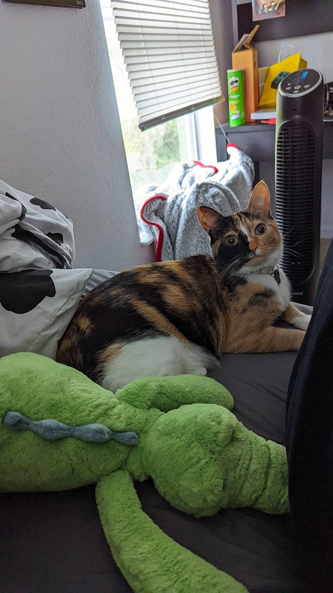 Cali joined the competition — help win amazing prizes! bag, bed, bed_sheet, bedding, carnivore, comfort, companion_dog, dog, dog_breed, domestic_short_haired_cat, fawn, felidae, fur, linens, luggage_and_bags, nap, room, small_to_medium_sized_cats, whiskers, window_blind