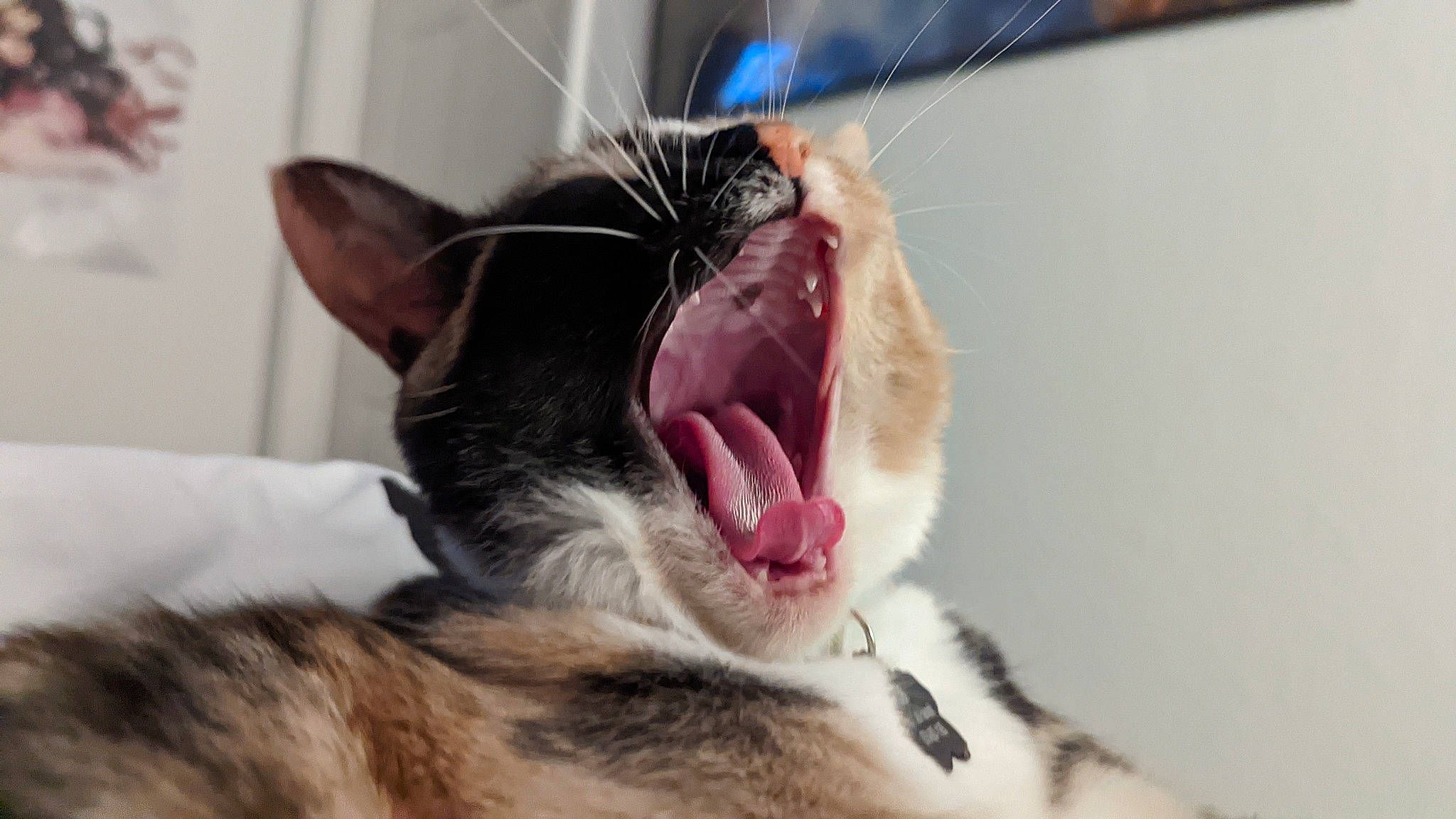 Cali joined the competition — help win amazing prizes! carnivore, cat, cat_supply, claw, collar, comfort, domestic_short_haired_cat, ear, fang, felidae, fur, jaw, paw, small_to_medium_sized_cats, snout, tooth, whiskers, yawn