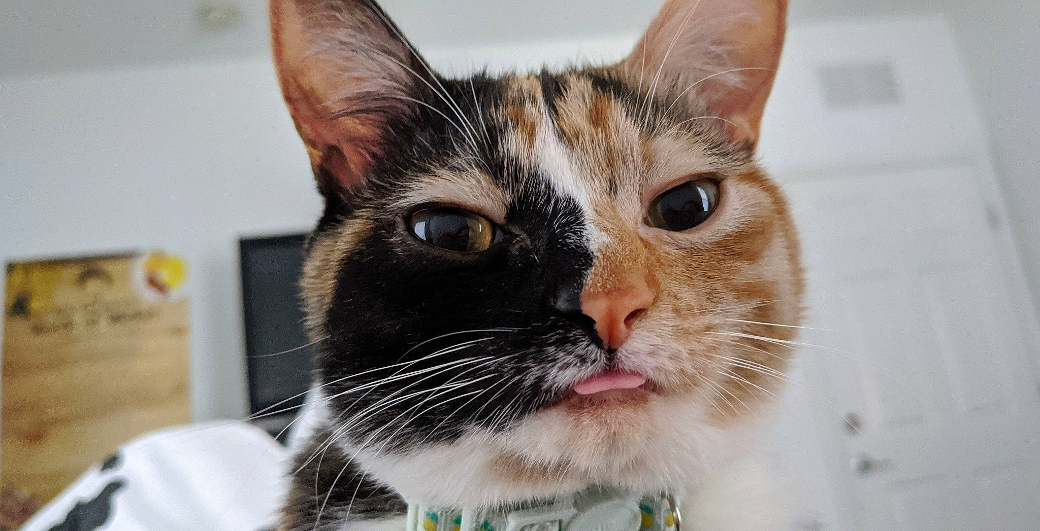 Cali is registered to the contest to win money with this photo: box, carnivore, cat, collar, domestic_short_haired_cat, ear, eye, felidae, fur, hair, head, paw, pet_supply, small_to_medium_sized_cats, snout, whiskers, window