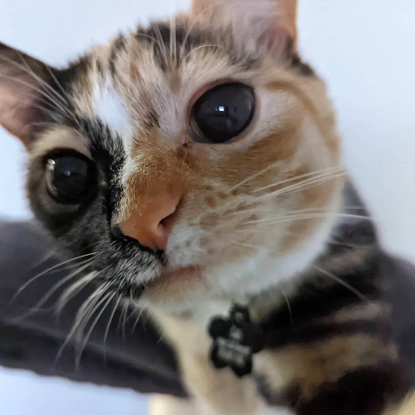 Cali is registered to the contest to win money with this photo: carnivore, cat, cat_supply, close_up, domestic_short_haired_cat, ear, eyelash, felidae, fur, paw, pet_supply, plant, small_to_medium_sized_cats, snout, terrestrial_animal, whiskers, window