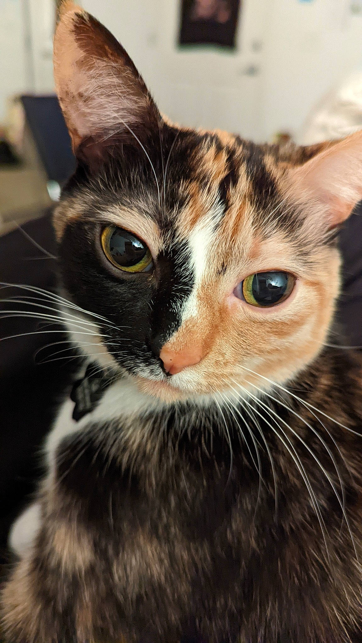 Cali is registered to the contest to win money with this photo: carnivore, cat, close_up, domestic_short_haired_cat, door, ear, felidae, fur, mammal, small_to_medium_sized_cats, snout, terrestrial_animal, vertebrate, whiskers, wildlife, window