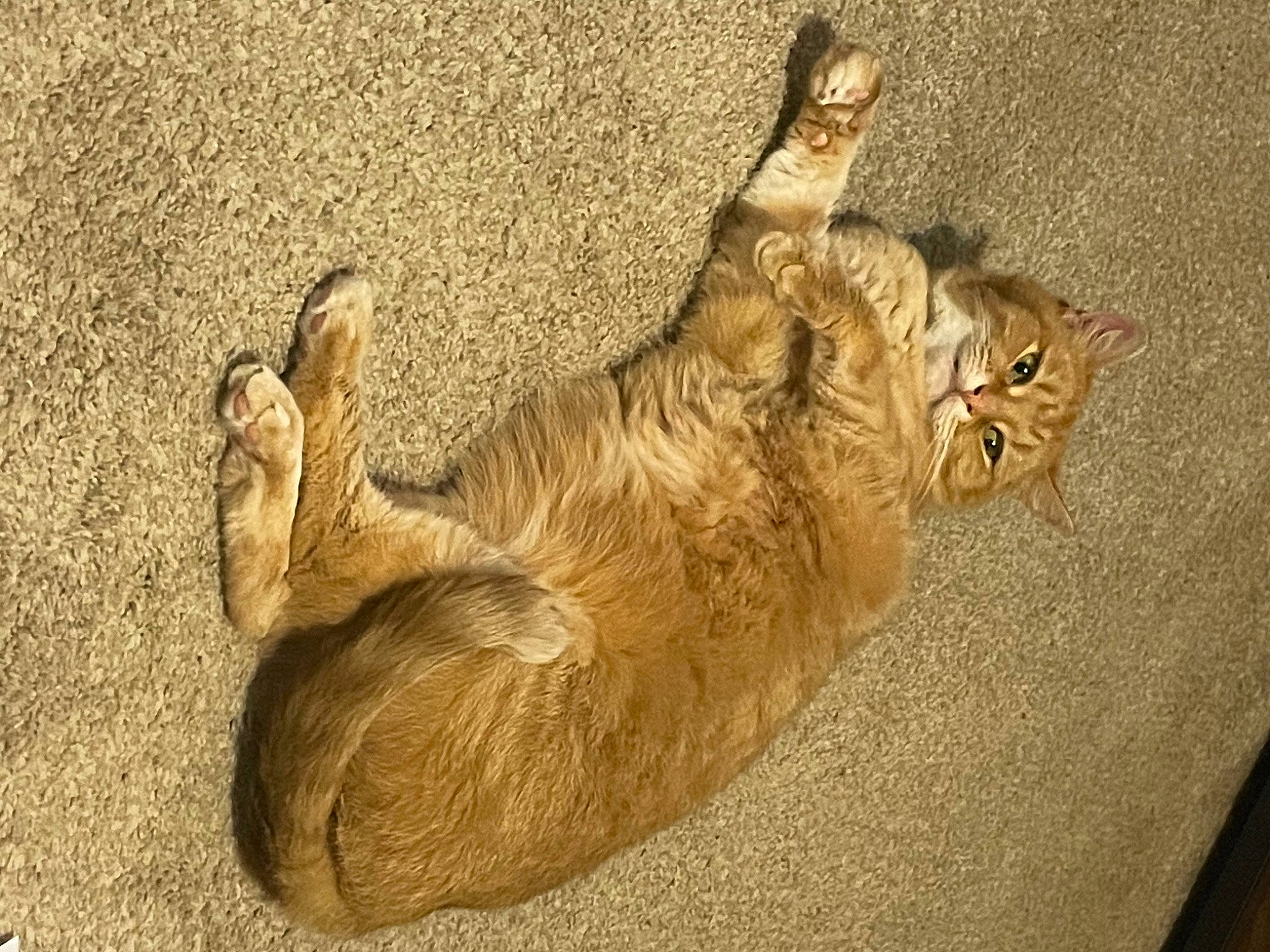 Faye is registered to the contest to win money with this photo: art, carnivore, cat, claw, domestic_short_haired_cat, fawn, felidae, fur, paw, sand, shadow, small_to_medium_sized_cats, tail, terrestrial_animal, whiskers, wood