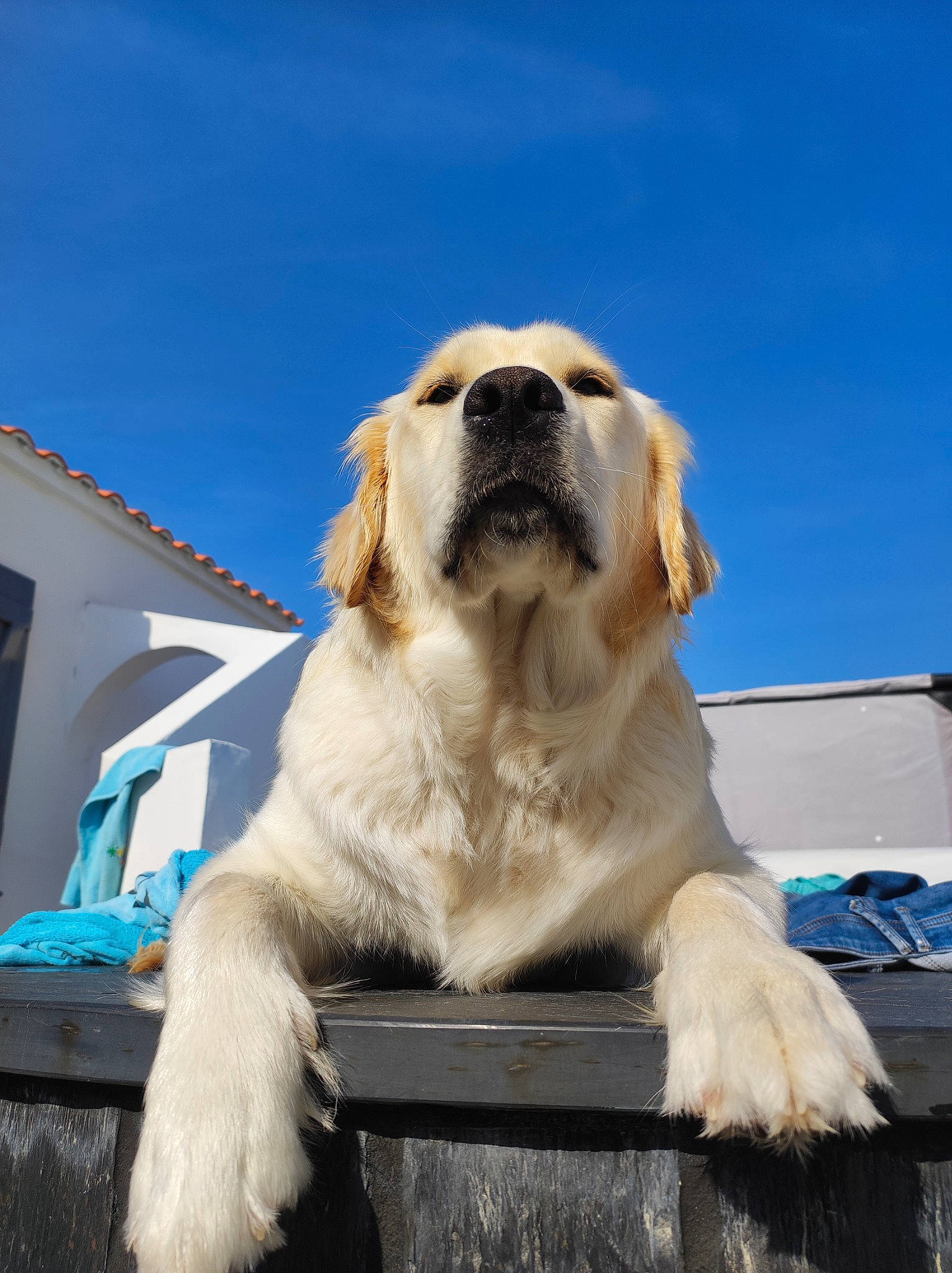 Toska participe au concours pour gagner de l'argent avec cette photo : building, canidae, carnivore, collar, companion_dog, dog, dog_breed, dog_collar, fawn, fur, giant_dog_breed, gun_dog, plant, sky, snout, sporting_group, tree, whiskers, window, working_dog