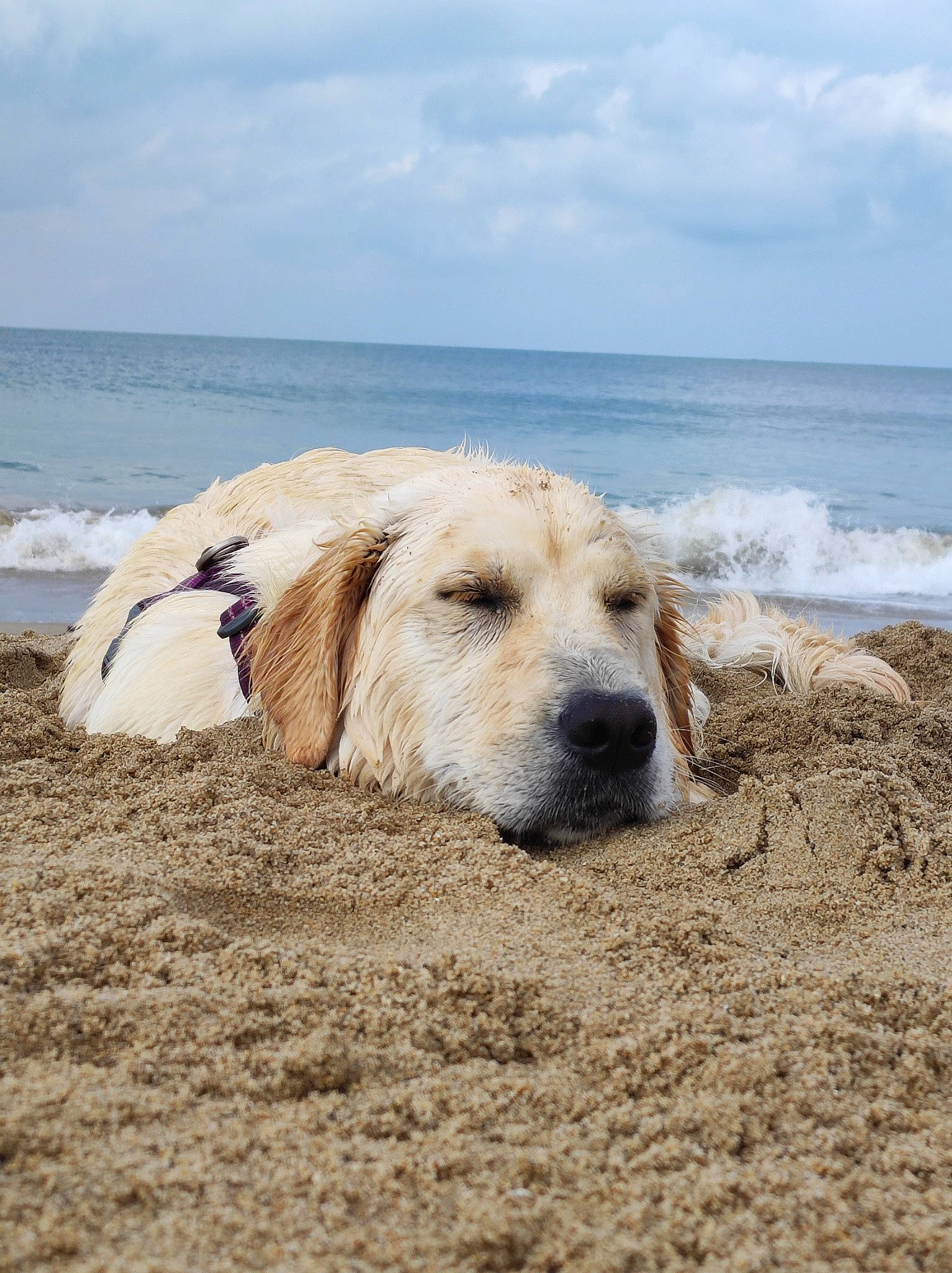 Toska a rejoint le concours — aidez-le/la à gagner de superbes lots ! beach, canidae, carnivore, cloud, coast, companion_dog, dog, dog_breed, horizon, landscape, ocean, sand, sky, soil, sporting_group, water, wave, wind_wave, wood, working_animal
