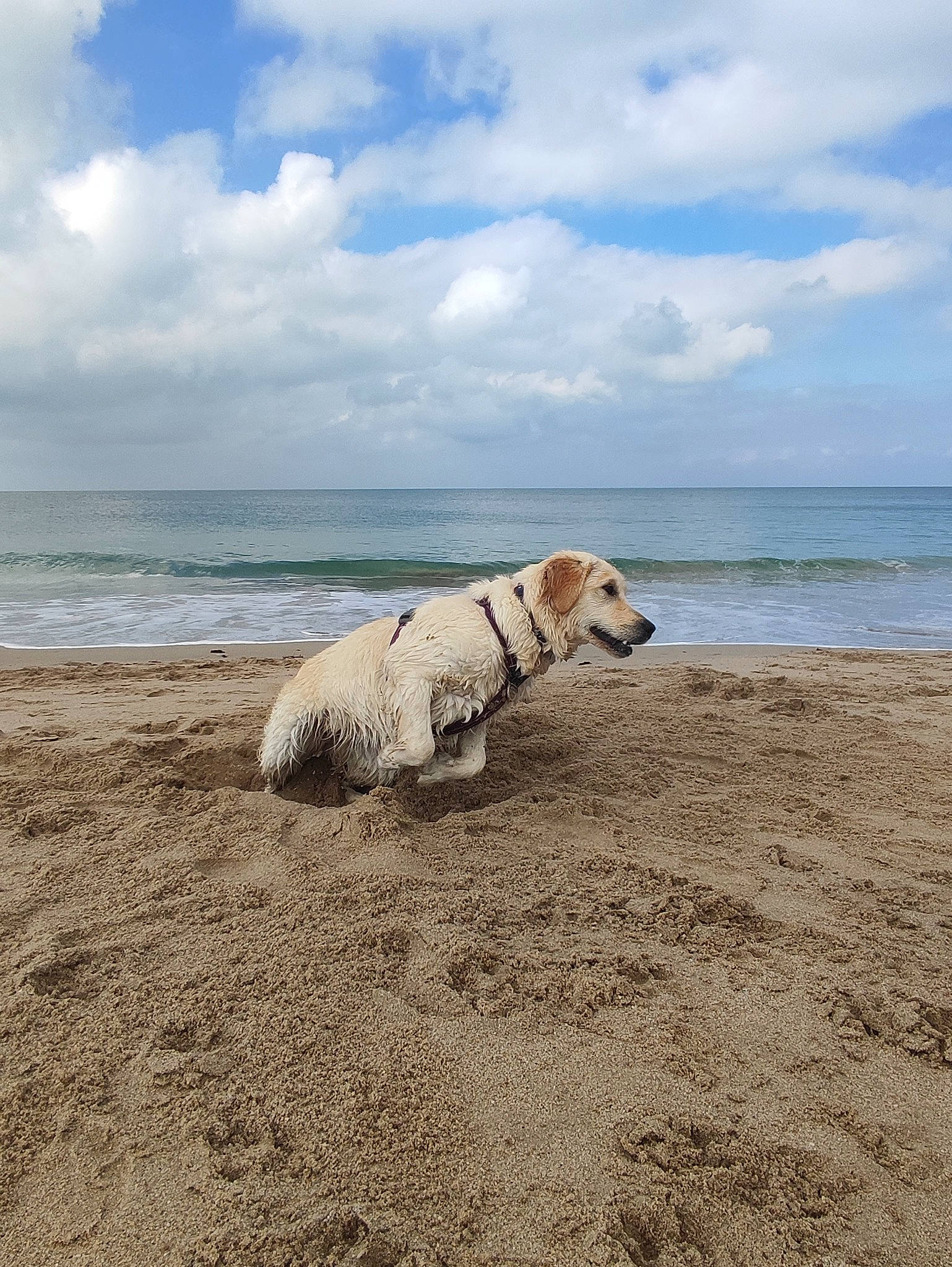 Toska participe au concours pour gagner de l'argent avec cette photo : beach, canidae, carnivore, cloud, companion_dog, dog, dog_breed, horizon, lake, landscape, ocean, sand, sky, soil, sporting_group, water, wave, wind_wave, wood, working_animal