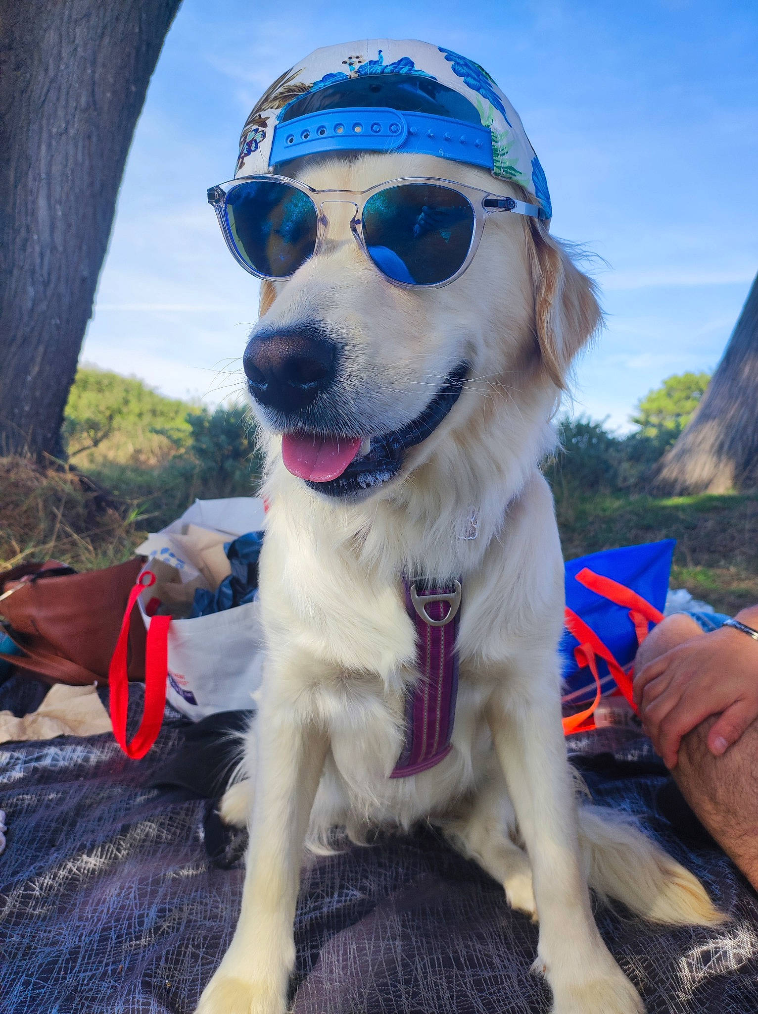 Toska participe au concours pour gagner de l'argent avec cette photo : carnivore, cloud, collar, companion_dog, dog, dog_breed, dog_collar, eyewear, fawn, glasses, goggles, hat, leash, plant, recreation, sky, snout, sunglasses, tree, vision_care