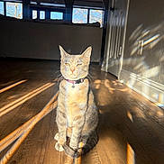 Audrey is registered to the contest to win money with this photo: cat, tabby_cat, pet, animal, sitting, upright, collar, indoors, living_room, wooden_floor, sunlight, sunbeam, shadows, windows, door, home, portrait, orange_cat, whiskers, alert