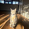 cat, tabby_cat, pet, animal, sitting, upright, collar, indoors, living_room, wooden_floor, sunlight, sunbeam, shadows, windows, door, home, portrait, orange_cat, whiskers, alert