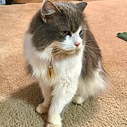 Soraya joined the competition — help win amazing prizes! cat, fluffy, gray, white, pet, indoor, carpet, collar, pendant, whiskers, fur, animal, sitting, cute, domestic_cat, feline, portrait, looking_away, calm, curious