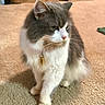 cat, fluffy, gray, white, pet, indoor, carpet, collar, pendant, whiskers, fur, animal, sitting, cute, domestic_cat, feline, portrait, looking_away, calm, curious