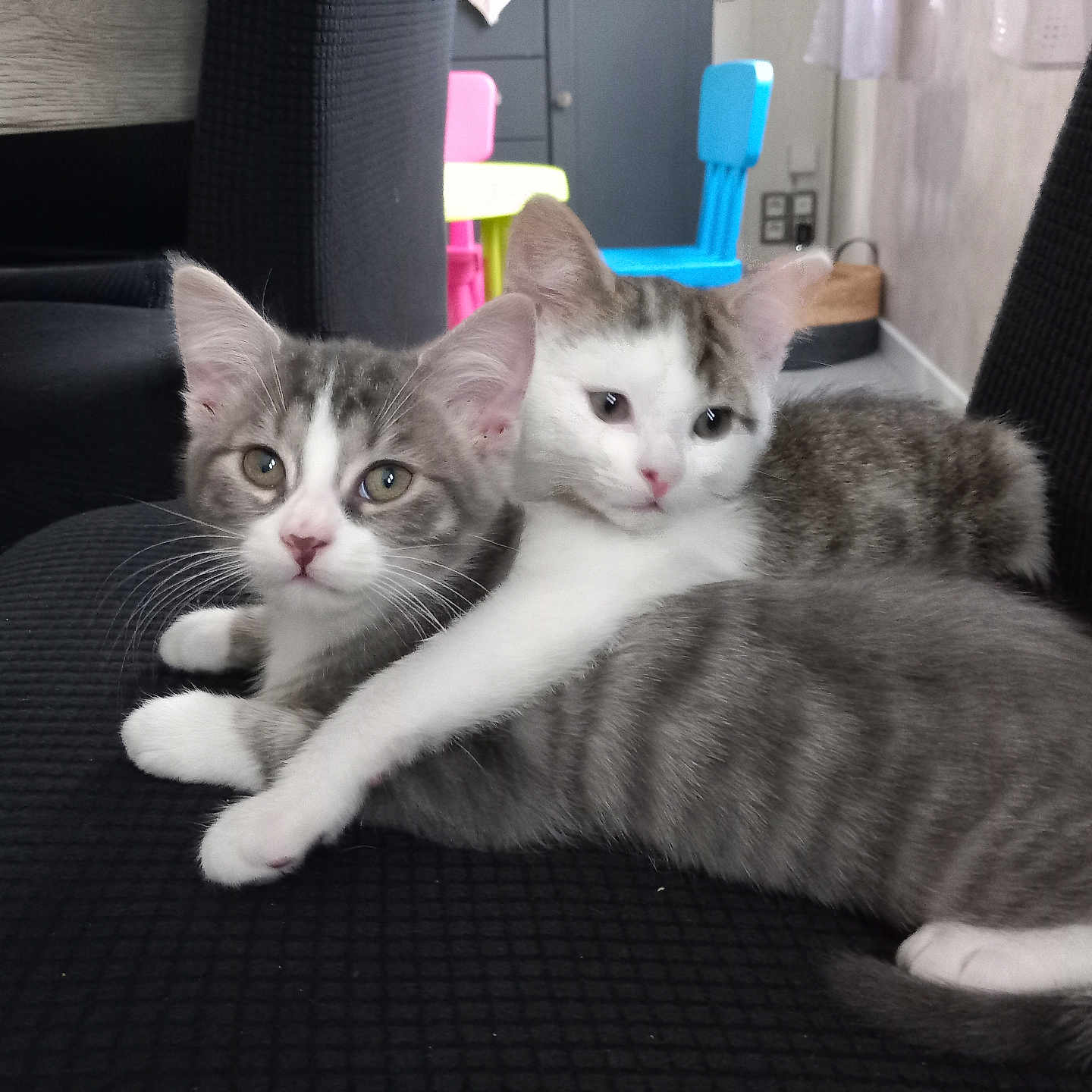 Vilain Et Voyou participe au concours pour gagner de l'argent avec cette photo : abyssinian, angora, animal, architecture, armchair, building, cat, chair, couch, cushion, furniture, homedecor, indoors, kitten, livingroom, manx, pet, room, siamese