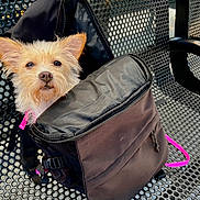 Elio is registered to the contest to win money with this photo: dog, backpack, bench, outdoor, pet, animal, fur, ears, open_bag, metal_bench, curious, scruffy, waiting_area, leash, pink_leash, texture, closeup, seat, daylight, expression