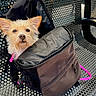 dog, backpack, bench, outdoor, pet, animal, fur, ears, open_bag, metal_bench, curious, scruffy, waiting_area, leash, pink_leash, texture, closeup, seat, daylight, expression