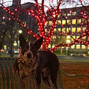 Obi Wan is registered to the contest to win money with this photo: dog, bench, tree, lights, night, bokeh, urban, park, animal, canine, holiday, festive, outdoor, evening, building, street, glow, winter, decorations, leash