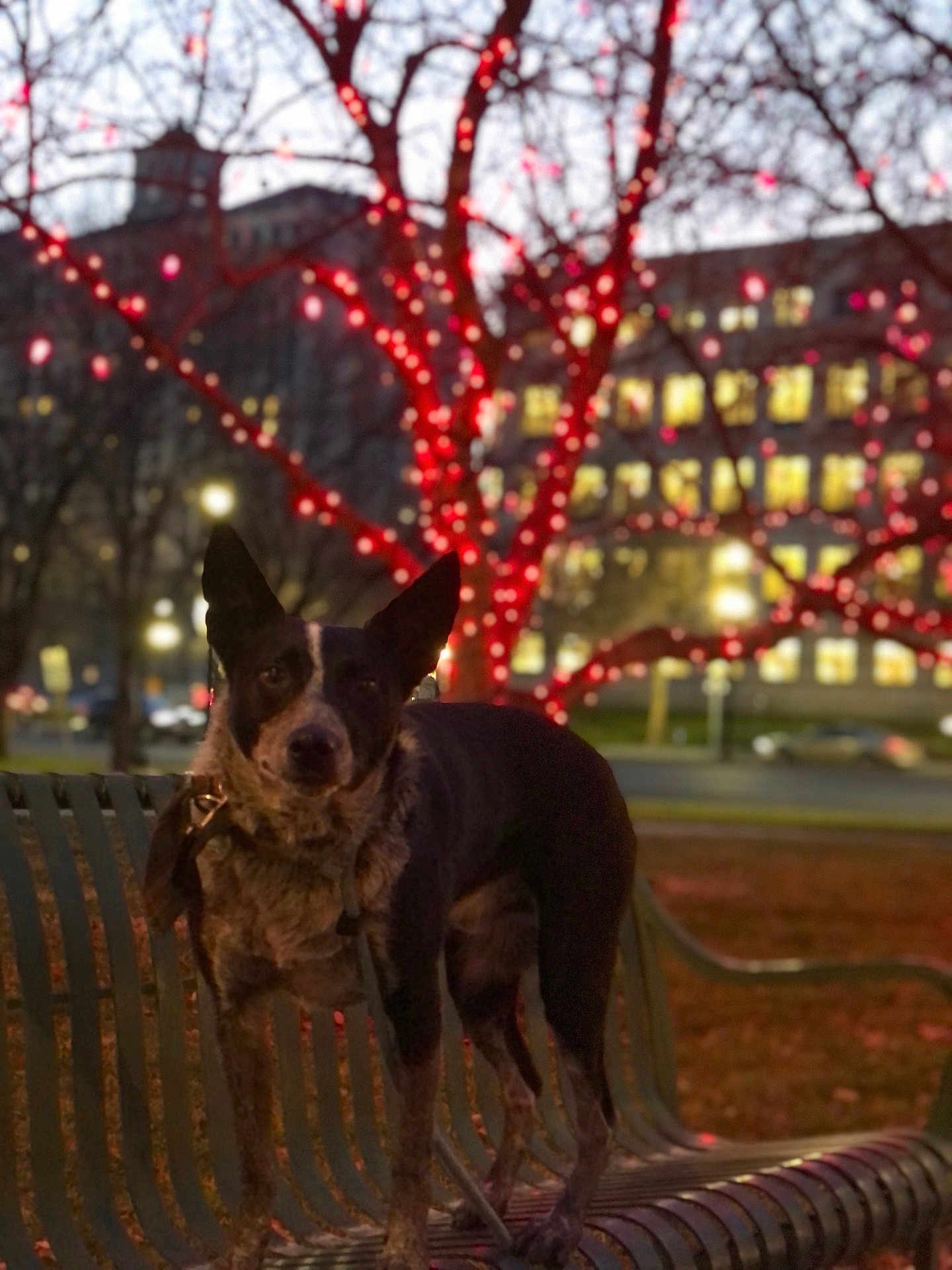 Obi Wan is registered to the contest to win money with this photo: dog, bench, tree, lights, night, bokeh, urban, park, animal, canine, holiday, festive, outdoor, evening, building, street, glow, winter, decorations, leash