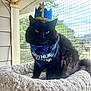 Espresso joined the competition — help win amazing prizes! animal, bandana, birthday, black_cat, blue, cat, celebration, cozy, crown, cute, domestic_cat, feline, fluffy, indoor, one_year_old, pet_bed, portrait, screen, sitting, window
