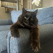 Espresso is registered to the contest to win money with this photo: black_cat, blue_couch, cat, couch, flower, fluffy, fur, furniture, home, indoor, living_room, orchid, paw, pet, plant, relaxed, resting, spiral_staircase, staircase, whiskers