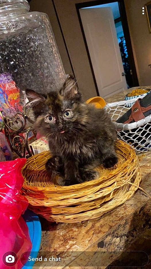 Patches joined the competition — help win amazing prizes! basket, canidae, carnivore, cat, cat_supply, claw, dog_breed, domestic_short_haired_cat, event, fawn, felidae, fur, hamper, small_to_medium_sized_cats, storage_basket, tail, thread, whiskers, wicker, wood