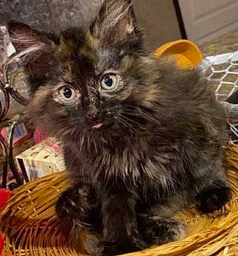 Patches joined the competition — help win amazing prizes! basket, box, carnivore, cat, claw, domestic_short_haired_cat, fawn, felidae, fur, metal, paw, small_to_medium_sized_cats, snout, tail, terrestrial_animal, whiskers